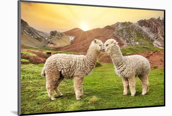 Colors of Peru - Alpaca Love-Philippe HUGONNARD-Mounted Photographic Print