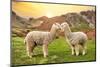 Colors of Peru - Alpaca Love-Philippe HUGONNARD-Mounted Photographic Print