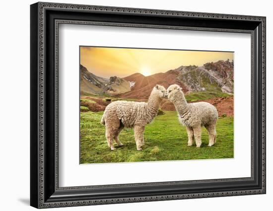 Colors of Peru - Alpaca Love-Philippe HUGONNARD-Framed Photographic Print