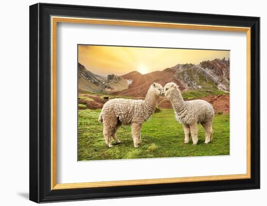 Colors of Peru - Alpaca Love-Philippe HUGONNARD-Framed Photographic Print