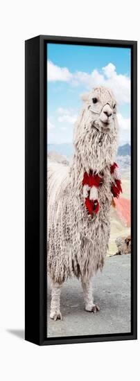 Colors of Peru - Alpaca Suri-Philippe HUGONNARD-Framed Premier Image Canvas