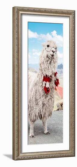 Colors of Peru - Alpaca Suri-Philippe HUGONNARD-Framed Photographic Print