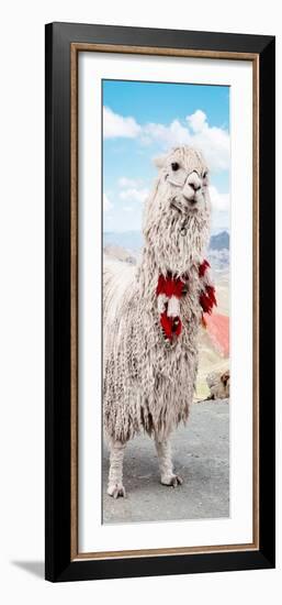 Colors of Peru - Alpaca Suri-Philippe HUGONNARD-Framed Photographic Print