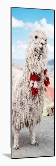 Colors of Peru - Alpaca Suri-Philippe HUGONNARD-Mounted Photographic Print