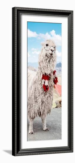 Colors of Peru - Alpaca Suri-Philippe HUGONNARD-Framed Photographic Print