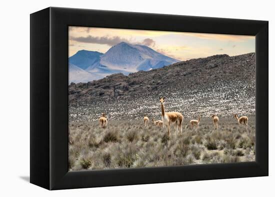 Colors of Peru - Andes Llamas-Philippe HUGONNARD-Framed Premier Image Canvas