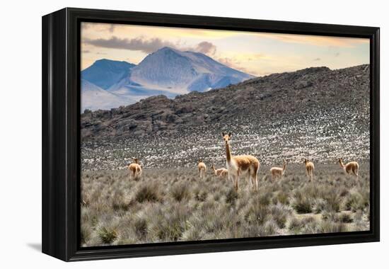 Colors of Peru - Andes Llamas-Philippe HUGONNARD-Framed Premier Image Canvas