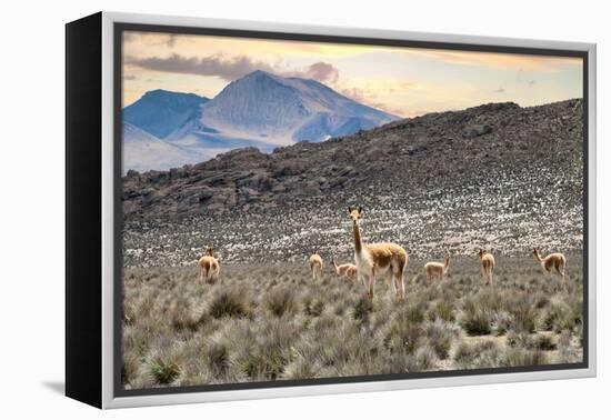 Colors of Peru - Andes Llamas-Philippe HUGONNARD-Framed Premier Image Canvas