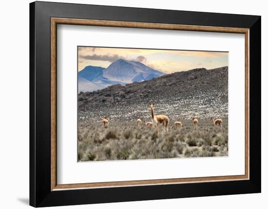Colors of Peru - Andes Llamas-Philippe HUGONNARD-Framed Photographic Print
