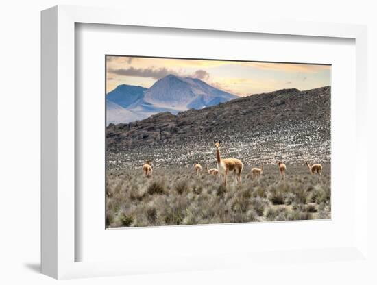 Colors of Peru - Andes Llamas-Philippe HUGONNARD-Framed Photographic Print