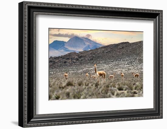 Colors of Peru - Andes Llamas-Philippe HUGONNARD-Framed Photographic Print