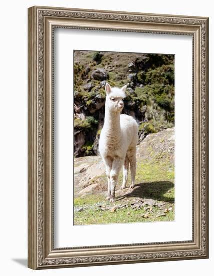 Colors of Peru - Baby Llama-Philippe HUGONNARD-Framed Photographic Print