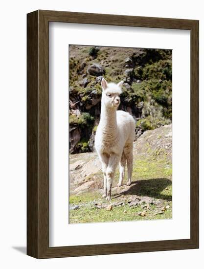 Colors of Peru - Baby Llama-Philippe HUGONNARD-Framed Photographic Print