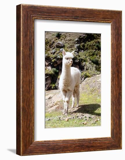 Colors of Peru - Baby Llama-Philippe HUGONNARD-Framed Photographic Print