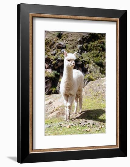 Colors of Peru - Baby Llama-Philippe HUGONNARD-Framed Photographic Print