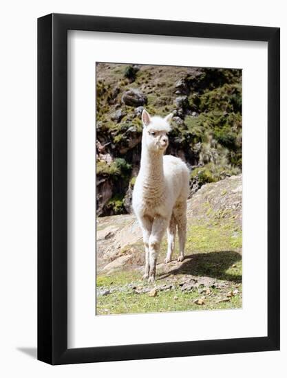 Colors of Peru - Baby Llama-Philippe HUGONNARD-Framed Photographic Print