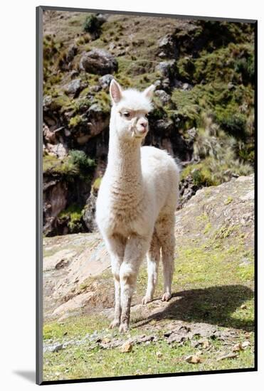 Colors of Peru - Baby Llama-Philippe HUGONNARD-Mounted Photographic Print