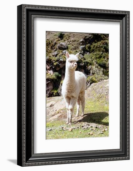 Colors of Peru - Baby Llama-Philippe HUGONNARD-Framed Photographic Print
