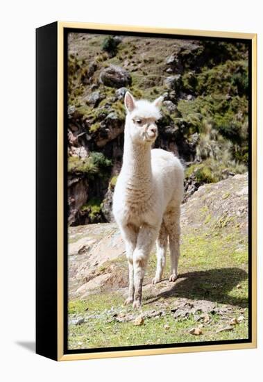 Colors of Peru - Baby Llama-Philippe HUGONNARD-Framed Premier Image Canvas
