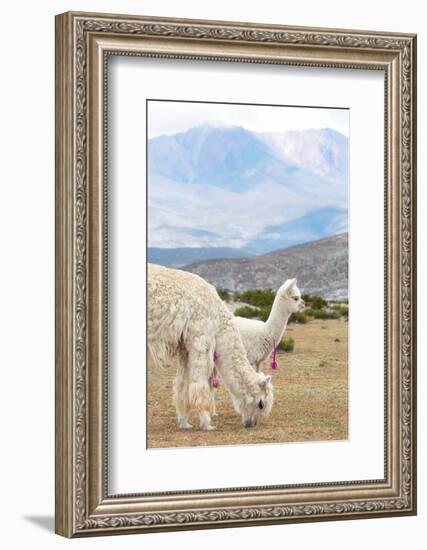 Colors of Peru - Baby & Mum Llama-Philippe HUGONNARD-Framed Photographic Print