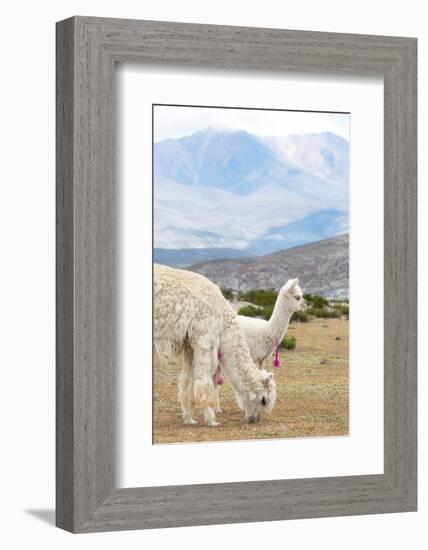 Colors of Peru - Baby & Mum Llama-Philippe HUGONNARD-Framed Photographic Print