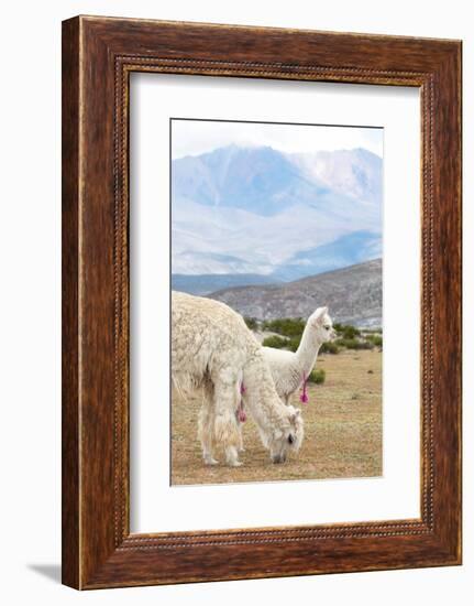 Colors of Peru - Baby & Mum Llama-Philippe HUGONNARD-Framed Photographic Print