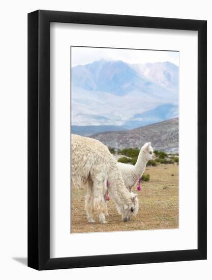 Colors of Peru - Baby & Mum Llama-Philippe HUGONNARD-Framed Photographic Print