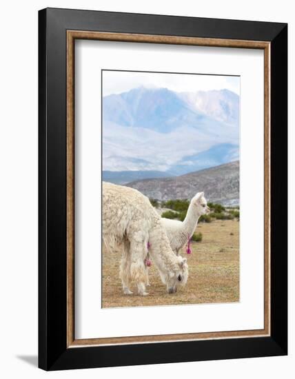 Colors of Peru - Baby & Mum Llama-Philippe HUGONNARD-Framed Photographic Print