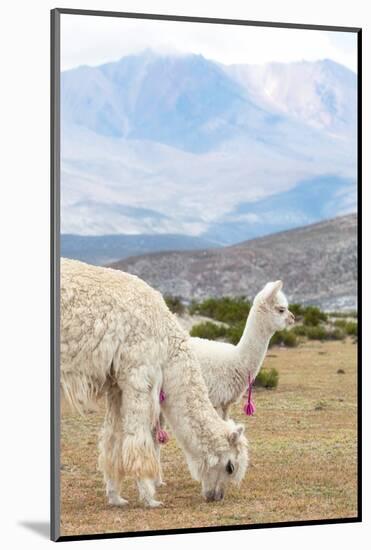 Colors of Peru - Baby & Mum Llama-Philippe HUGONNARD-Mounted Photographic Print