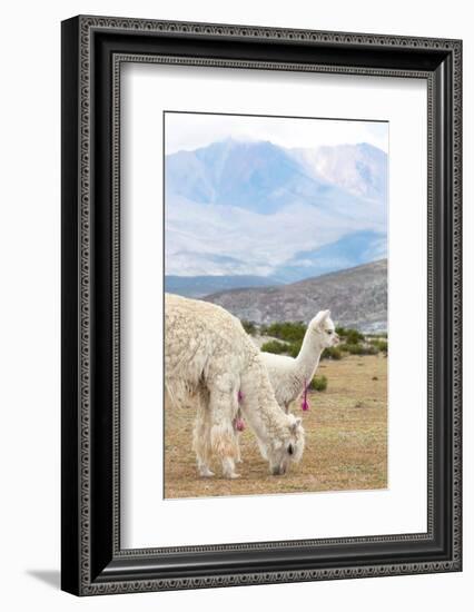 Colors of Peru - Baby & Mum Llama-Philippe HUGONNARD-Framed Photographic Print