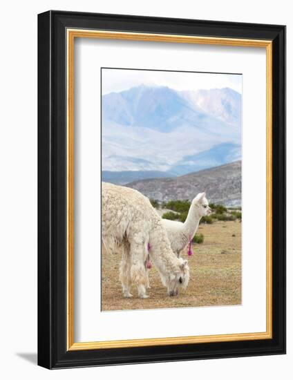 Colors of Peru - Baby & Mum Llama-Philippe HUGONNARD-Framed Photographic Print