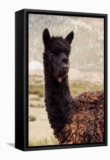 Colors of Peru - Black Alpaca-Philippe HUGONNARD-Framed Premier Image Canvas