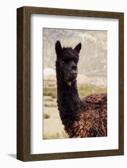 Colors of Peru - Black Alpaca-Philippe HUGONNARD-Framed Photographic Print