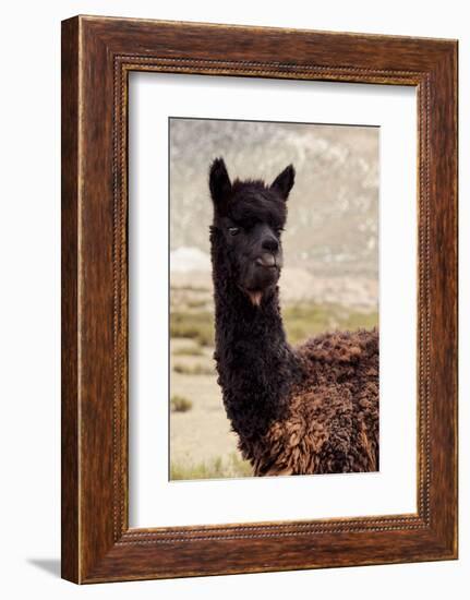 Colors of Peru - Black Alpaca-Philippe HUGONNARD-Framed Photographic Print