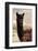 Colors of Peru - Black Alpaca-Philippe HUGONNARD-Framed Photographic Print