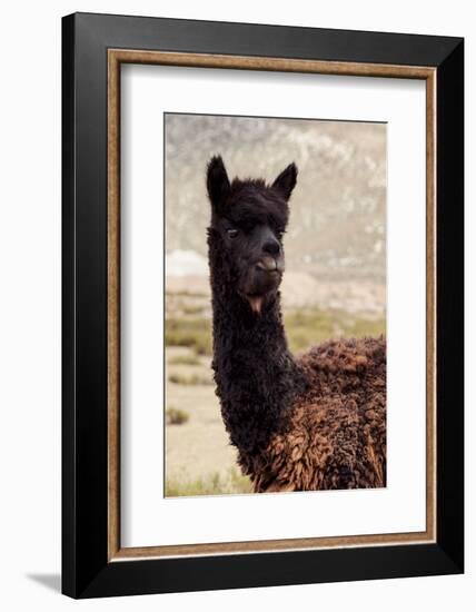 Colors of Peru - Black Alpaca-Philippe HUGONNARD-Framed Photographic Print