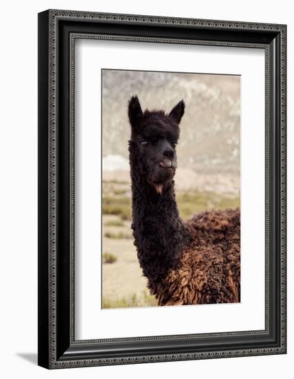 Colors of Peru - Black Alpaca-Philippe HUGONNARD-Framed Photographic Print