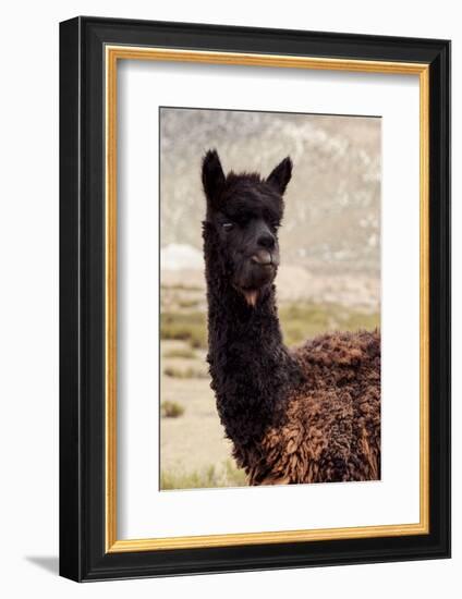 Colors of Peru - Black Alpaca-Philippe HUGONNARD-Framed Photographic Print