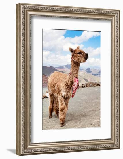 Colors of Peru - Brown Alpaca-Philippe HUGONNARD-Framed Photographic Print