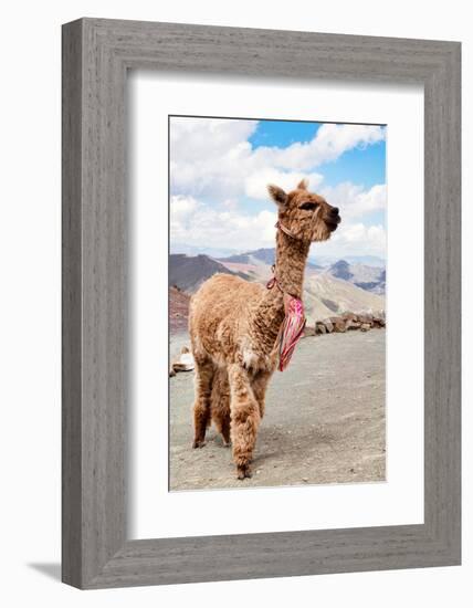 Colors of Peru - Brown Alpaca-Philippe HUGONNARD-Framed Photographic Print