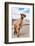 Colors of Peru - Brown Alpaca-Philippe HUGONNARD-Framed Photographic Print