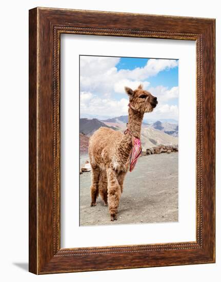 Colors of Peru - Brown Alpaca-Philippe HUGONNARD-Framed Photographic Print