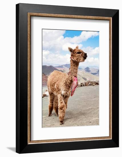 Colors of Peru - Brown Alpaca-Philippe HUGONNARD-Framed Photographic Print