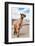 Colors of Peru - Brown Alpaca-Philippe HUGONNARD-Framed Photographic Print