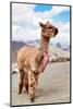 Colors of Peru - Brown Alpaca-Philippe HUGONNARD-Mounted Photographic Print