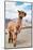 Colors of Peru - Brown Alpaca-Philippe HUGONNARD-Mounted Photographic Print