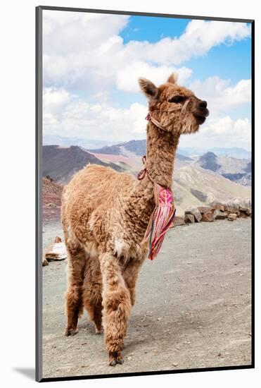 Colors of Peru - Brown Alpaca-Philippe HUGONNARD-Mounted Photographic Print