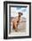 Colors of Peru - Brown Alpaca-Philippe HUGONNARD-Framed Photographic Print