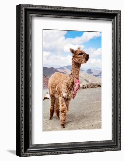 Colors of Peru - Brown Alpaca-Philippe HUGONNARD-Framed Photographic Print