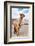 Colors of Peru - Brown Alpaca-Philippe HUGONNARD-Framed Photographic Print